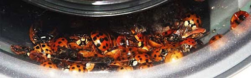 Asian ladybugs (Harmonia axyridis) Asian ladybugs (Harmonia axyridis)