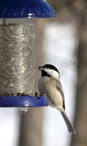 black-capped chickadee (Parus atricapillus) black-capped chickadee (Parus atricapillus)