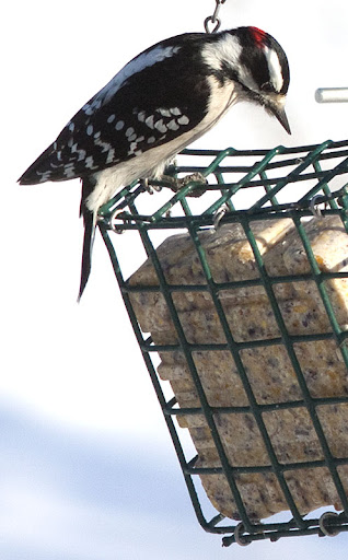 downy woodpecker (Picoides pubescens) downy woodpecker (Picoides pubescens)