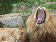 Zoo de Pont-Scorff