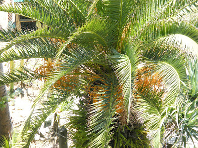 Queen+Palm+Seed+Pods+Photos Queen Palm Seed Pods Art http://sitteninthehills64.blogspot.com/2008 ...