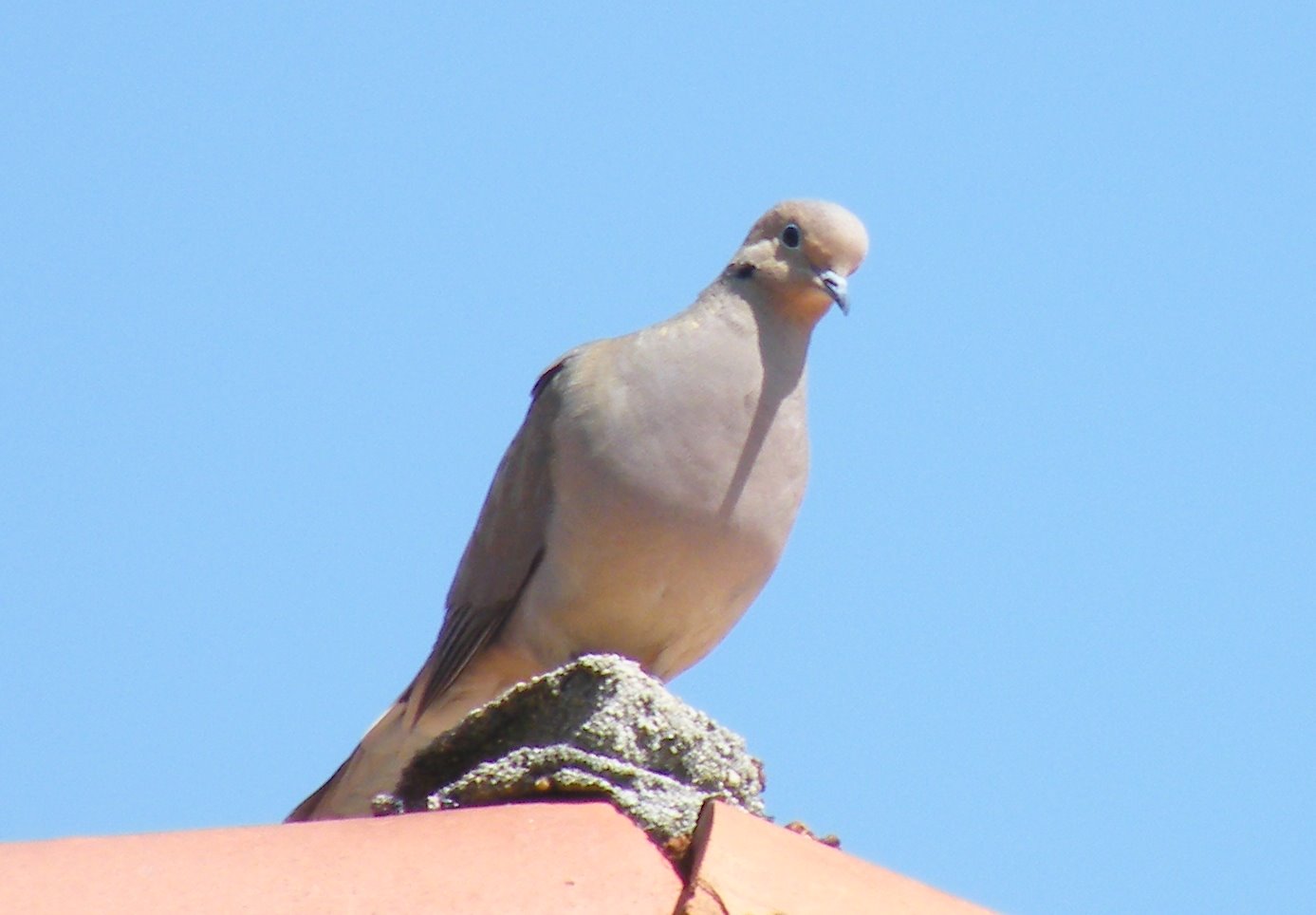 [4-BIRD-Dove-LC+04-22-08+080.jpg]