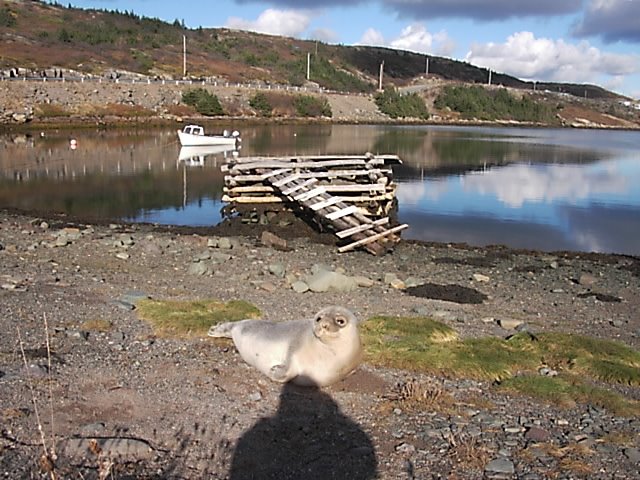 nice shot of seal on ben days beach