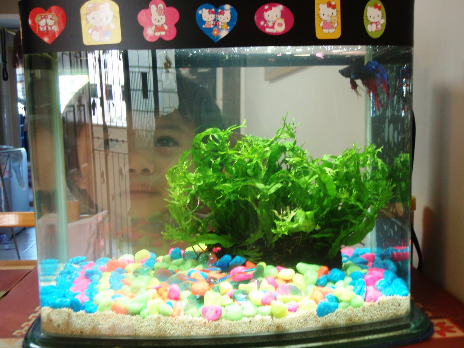 Life Passion Our Home Aquariums