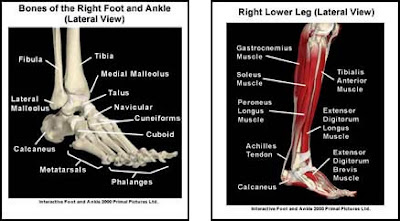 ANKLE PAIN INFORMATION: KNOW YOUR BASIC ANKLE ANATOMY