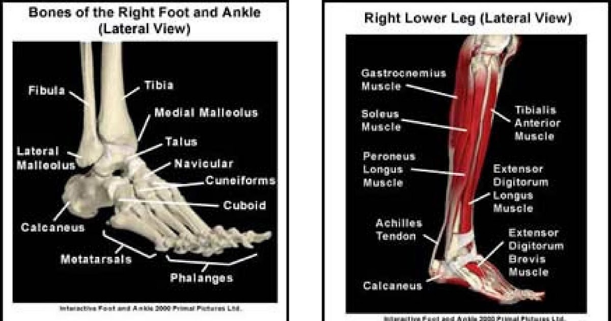 ANKLE PAIN INFORMATION: KNOW YOUR BASIC ANKLE ANATOMY