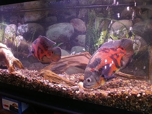oscar fish care tips & guides: How to Start an Aquarium