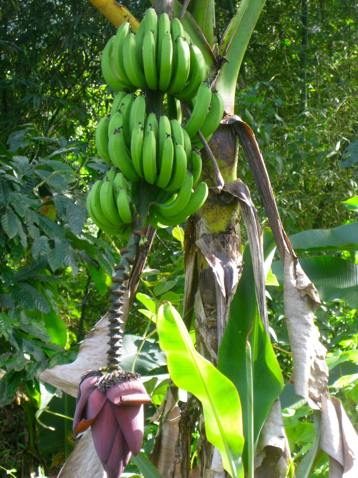 Tropical Rainforest Banana Tree Images & Pictures Becuo