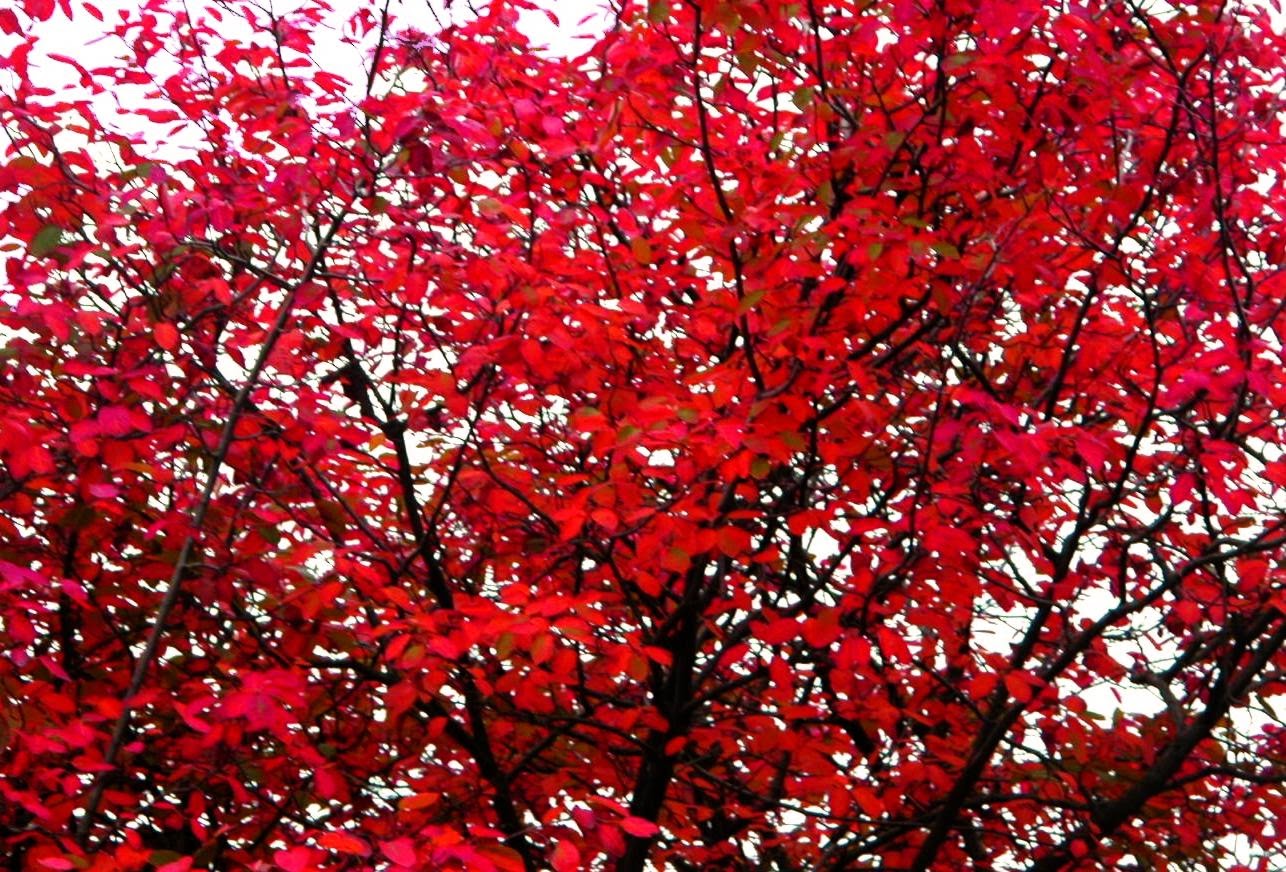 Parliamone Oggi foglie gialle, foglie rosse, foglie arancioni, come