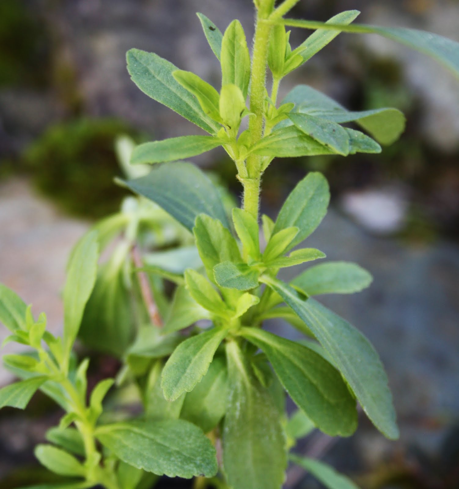 . Stevia rebaudiana.