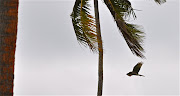 Here is a list of the birds we saw or heard in Fiji. (fiji gawshawk)