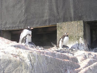 Overal Gentoo Pinguïns