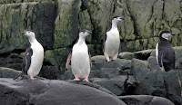 Chinstrap pinguïns