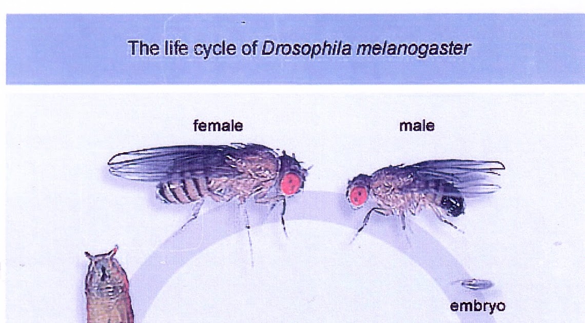 Bloc del taller d'experiments DROSOPHILA MELANOGASTER