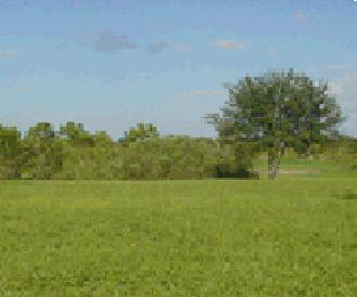 Site View