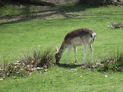 Deer in Knole Park, Sevenoaks