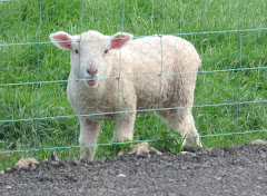 Lovely little lamb