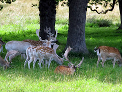 Deer at Powderham