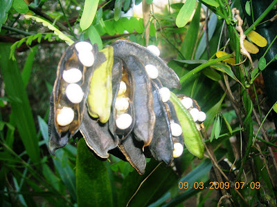 Abrus Precatorius Plant