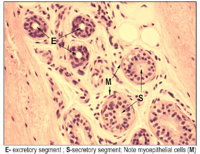 180X10merocrine_sweat_gland.jpg