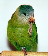 Grey-cheeked Parakeet