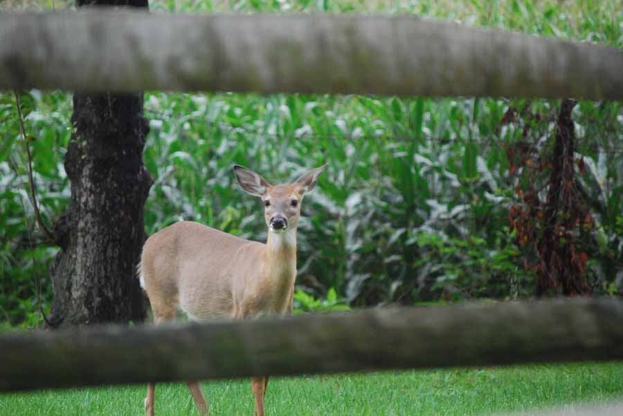 [080928+Rear+window+c-+deer+thru+fence+sm.JPG]