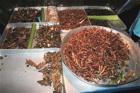 Cooking Insects