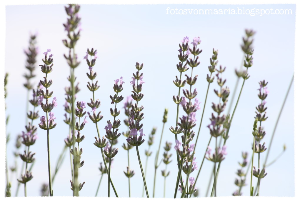 Maaria, made with love ♥ Lavendel blüht