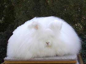 tekstil muhendislerinin mekani angora tavsani yunu ve lifi