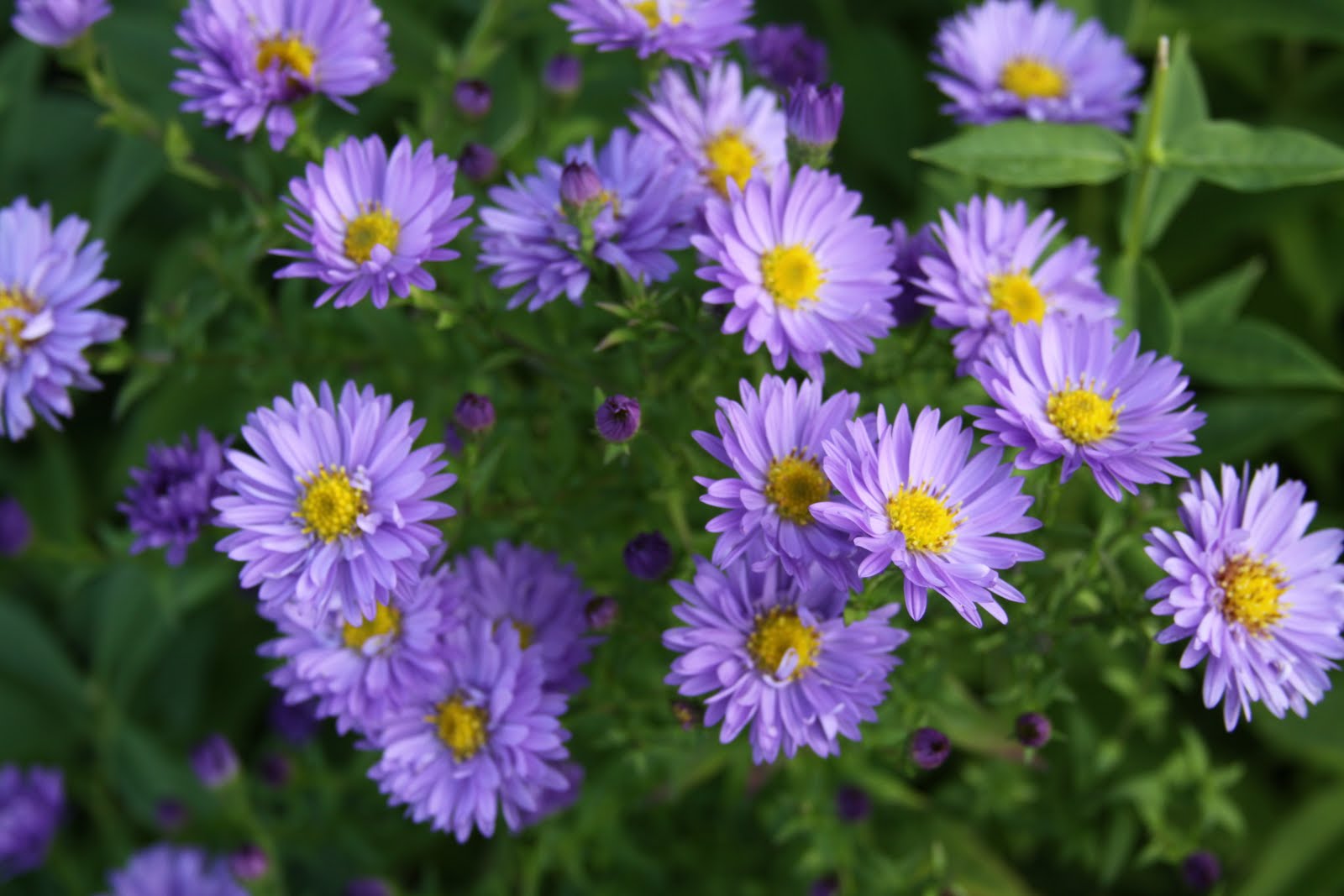 Perennials Asters Susan's in the Garden