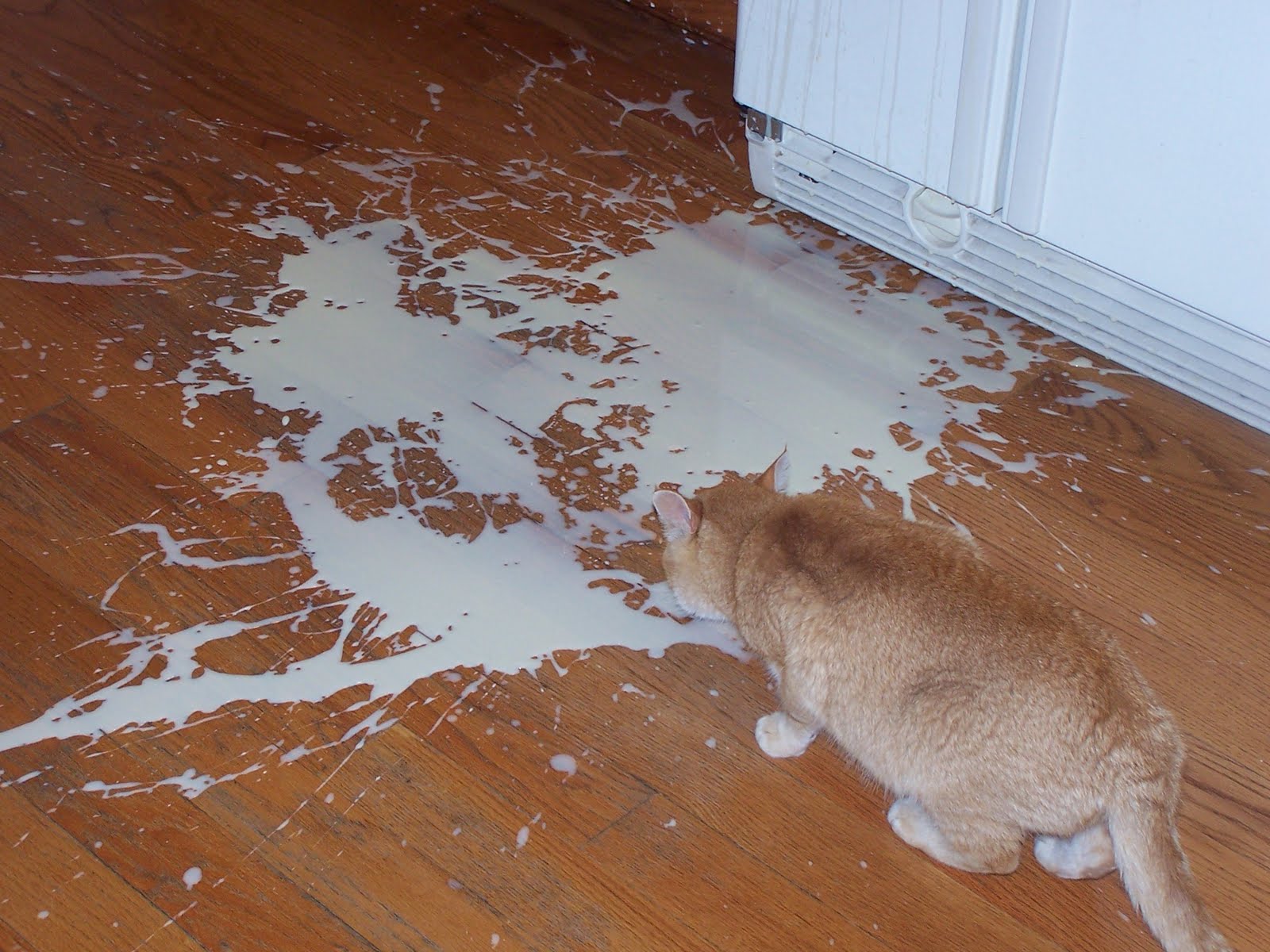 Image result for spilt milk