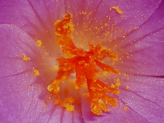 [Centro+de+um+Crocus.jpg]