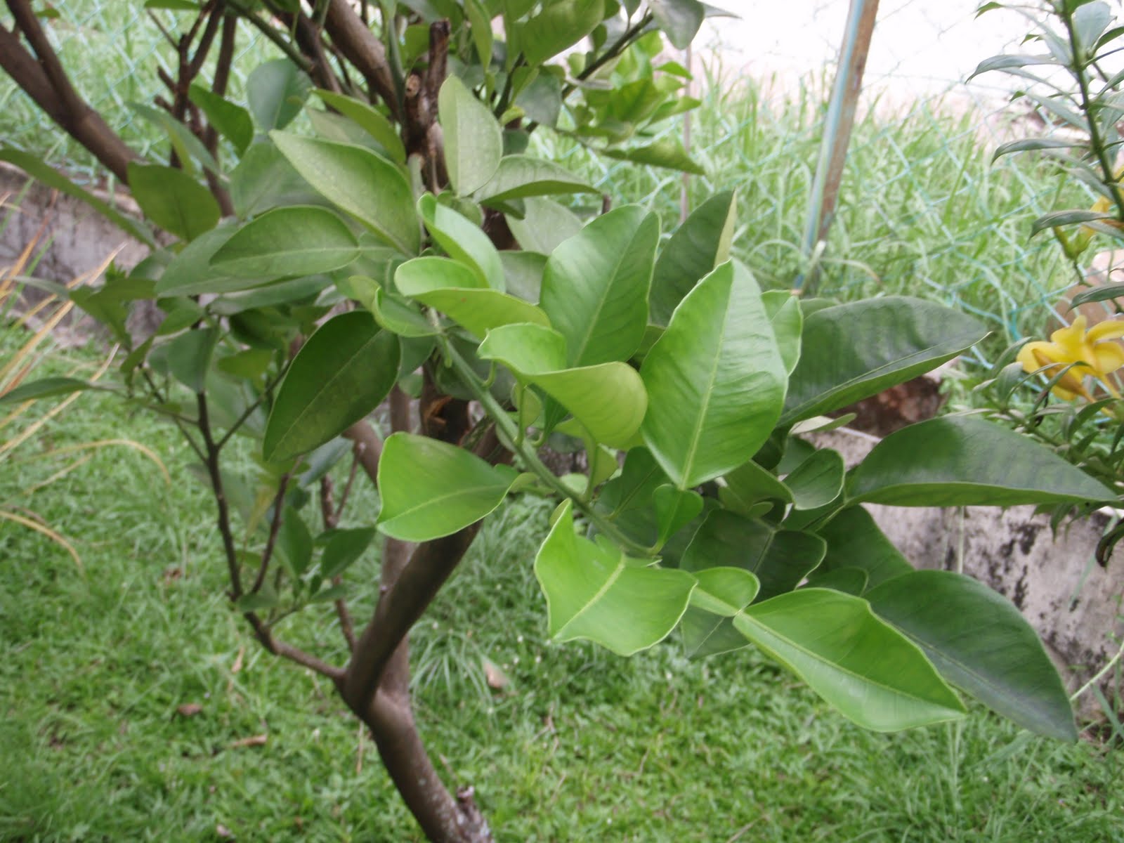 Xing Fu TAKING A BATH WITH POMELO LEAVES TO REPEL EVIL