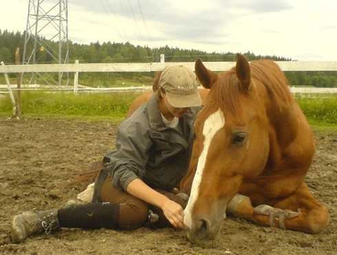 Tudo saber sobre a dermatite de quartela de cavalo - Royal Horse