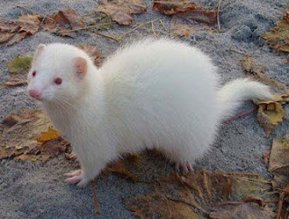 ferrets white