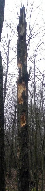 [tree2.jpg]