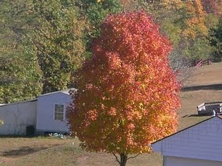 [tree10.JPG]