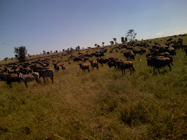 serengeti national park