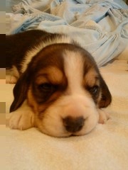 [Milo1.jpg]