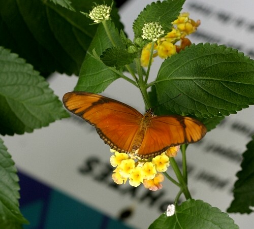 [2008-05(May)-31+Butterfly+Gardens+002.jpg]