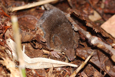 Picture Of Shrew