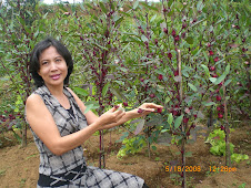 Kebun Sedap Alami di desa Sukagalih Mega Mendung Cisarua