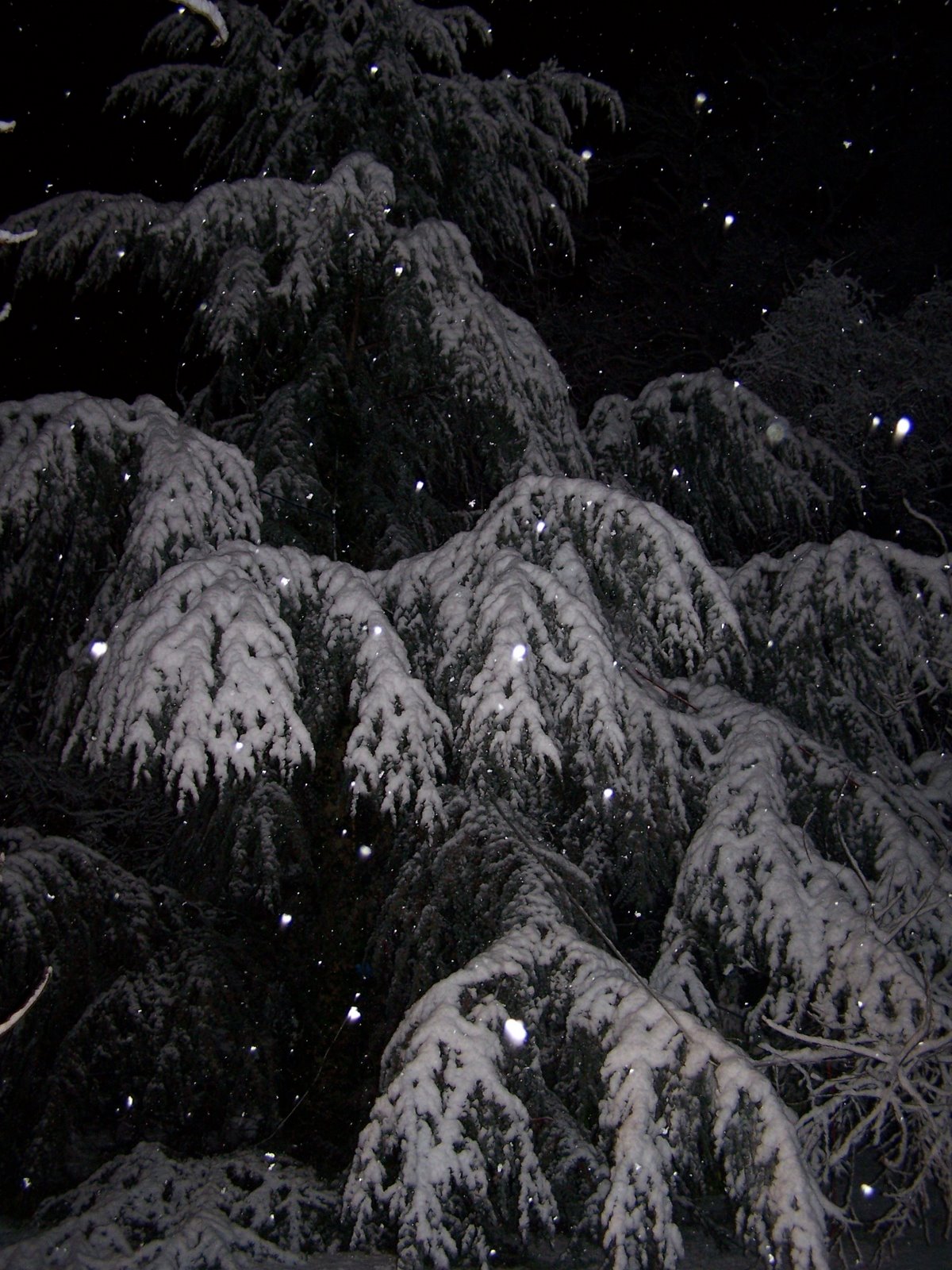 [Blue+Cedar+Snow.JPG]
