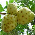A Noni gyümölcs