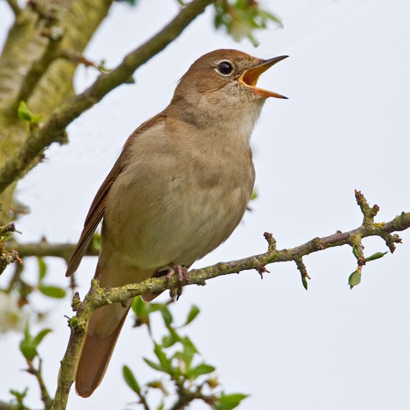 For The Nightingale maybe this time i ll find the holy by John For The Nightingale maybe this time i ll find the holy by John