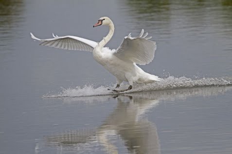 Mute Swan Facts