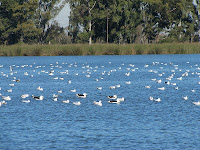Gaviotas - foto: José L. Lamela