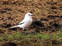Monjita blanca - foto: Rafael Gonzalez