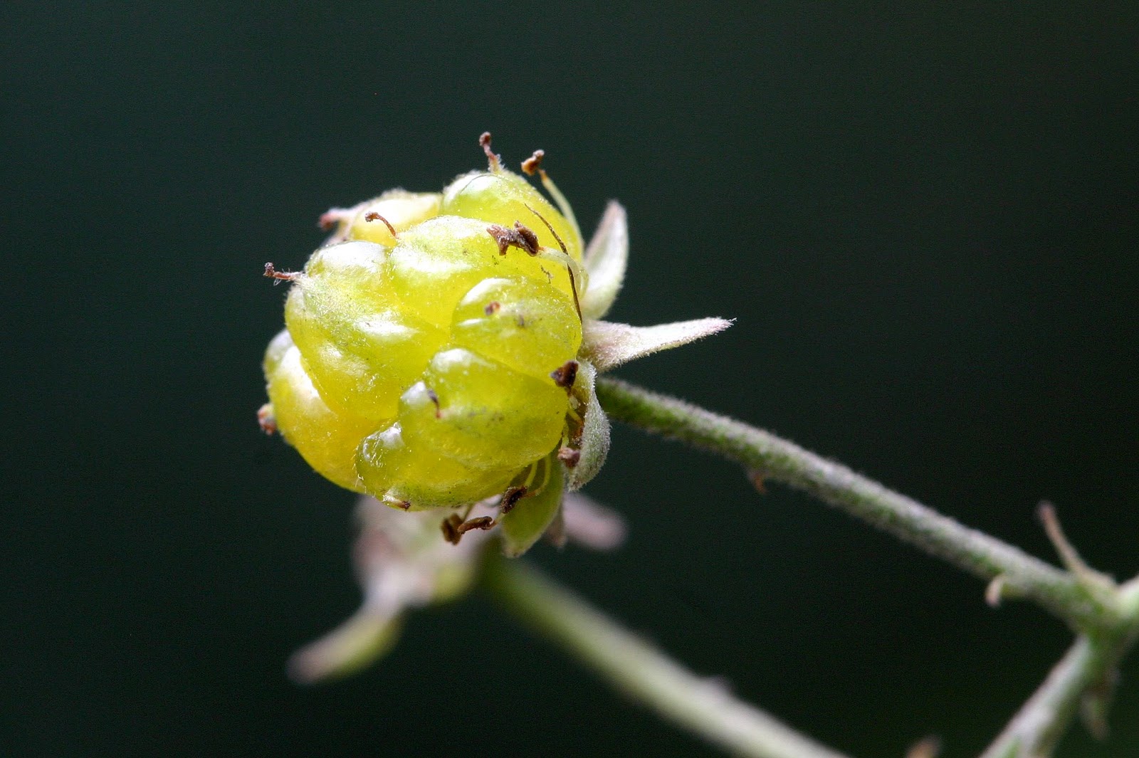 Botany word of the day Drupecetum An aggregate fruit of drupelets.
