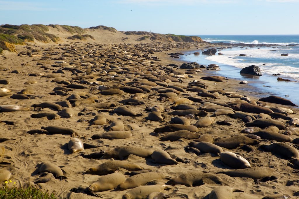 seed. sprout. bean. Elephant Seals Cambria, CA
